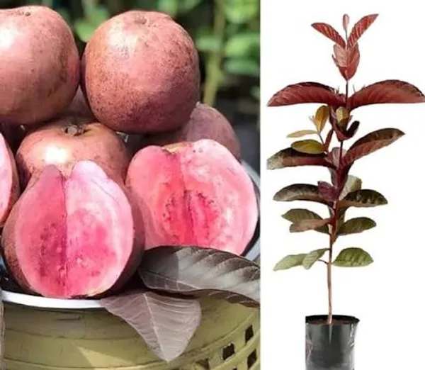 Thai_exotic_Black_Dimond_Guava_live_plant