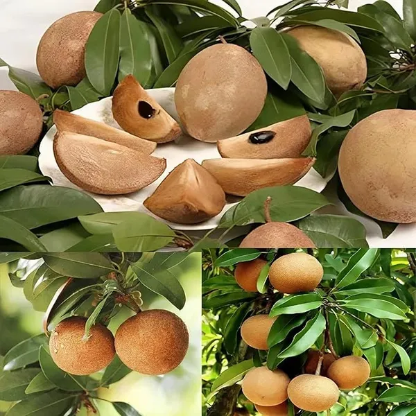 Thai_kalapati_chikoo_graftes_sapling_live_plant