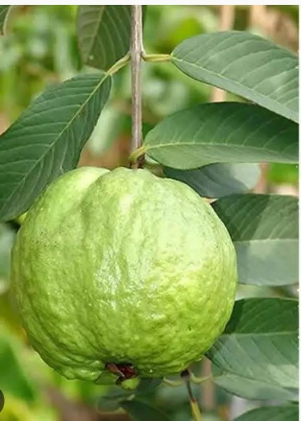Thai_5_Guava_Live_Fruit_Plant_In_Grow_Bag