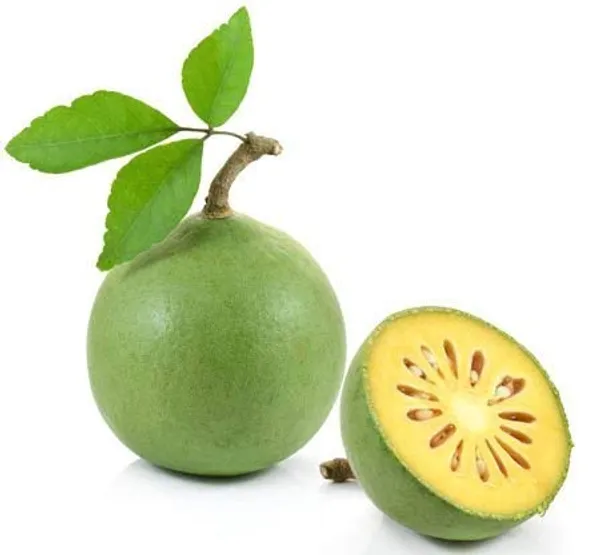 Thai_Bilva_Sapling_Live_Plant_In_Grow_Bag