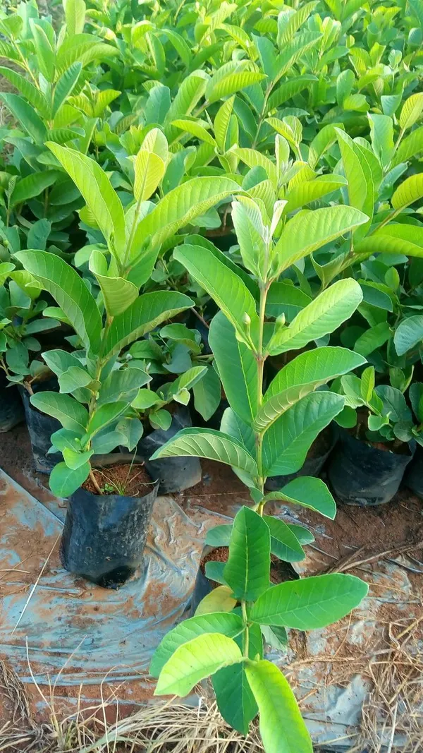 Allahabad_Guava_Grafted_Live_Plant_Sapling