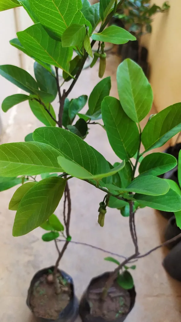 Red_Custard_Apple_Grafted_Live_Plant_Sapling
