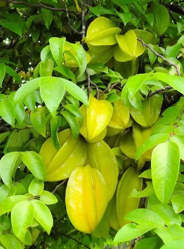 Thai_Sweet_Carambola_Star_Fruit_Grafted_Live_Plant