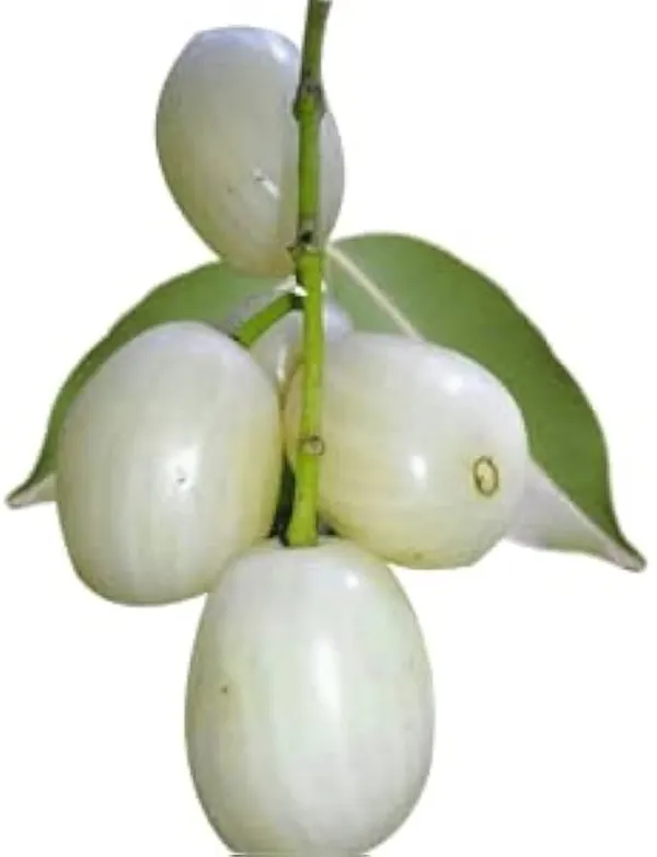 White_Jamun_Fruiting_Live_Plant