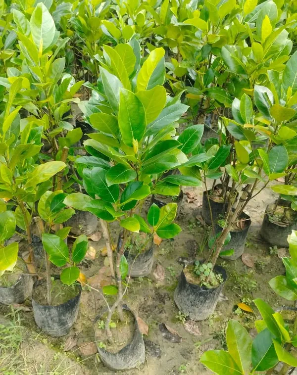 Pink_Jackfruit_Live_Plant_Sapling