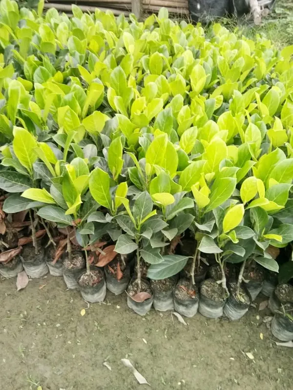 Pink_Jackfruit_Live_Plant_Sapling