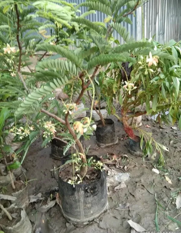 Sweet_Tamarind_Grafted_Live_Plant_In_Grow_Bag