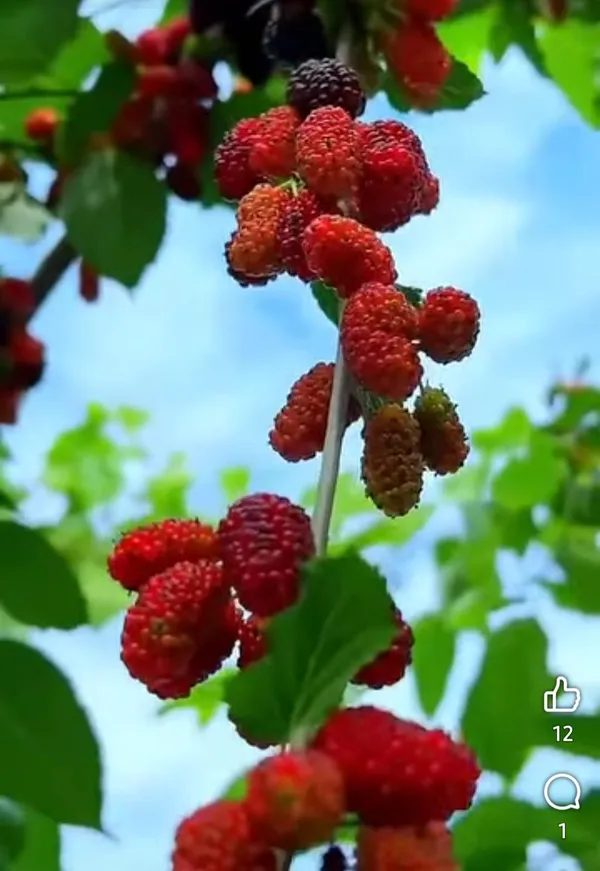 Indian_Mulberry_Fruit_Bearing_Live_Plant