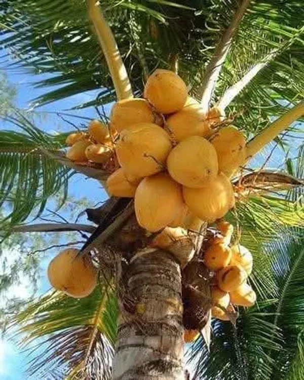 Malaysian_Yellow_Coconut_Palm_Live_Plant