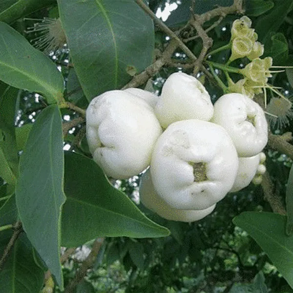 White_Wax_Apple_Fruiting_Live_Plant