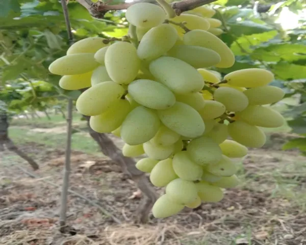 Green_Grape_Vine_Fruiting_Live_Plant