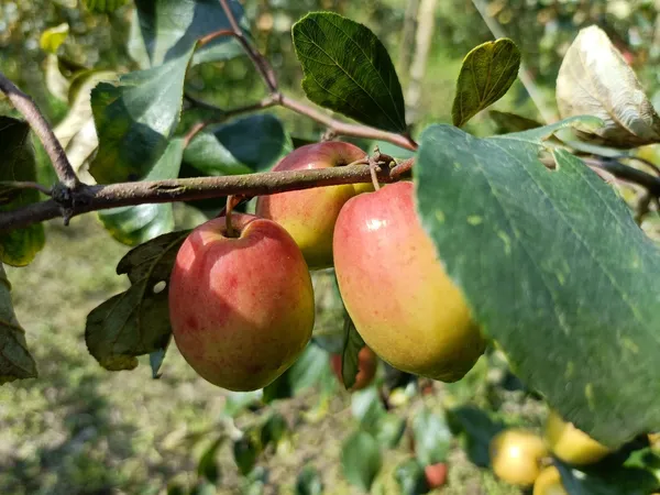 Kashmiri_Apple_Ber_Fruit_Bearing_Live_Plant