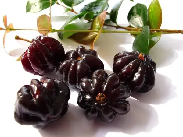 Black_Surinam_Cherry_Fruiting_Live_Plant