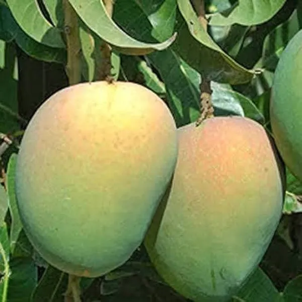 Himsagar_Mango_Grafted_Live_Plant_For_Garden