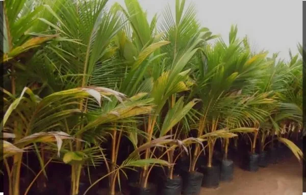 Kerala_Coconut_Palm_Live_Plant_Sapling