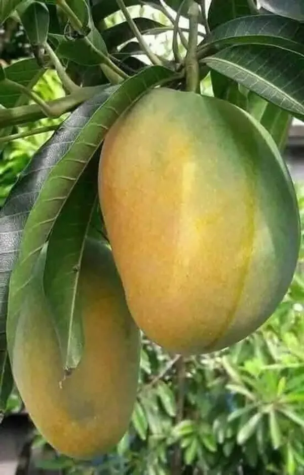 Gourmati_Mango_Grafted_Live_Fruit_Plant