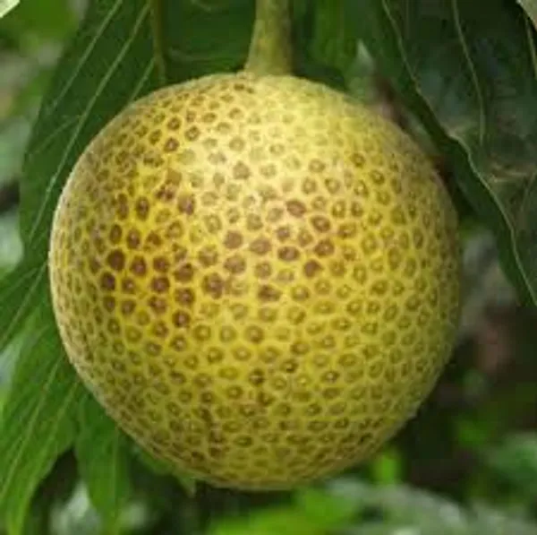 Breadfruit_Fruiting_Live_Plant