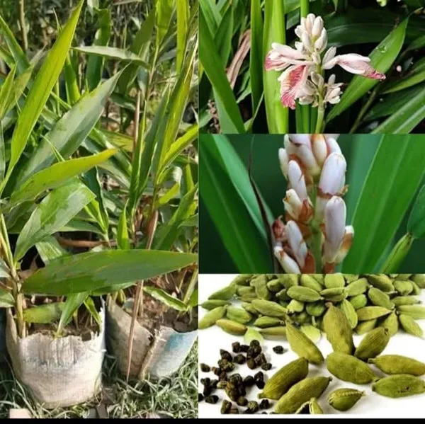 Cardamom_Live_Plant_Sapling_In_Grow_Bag