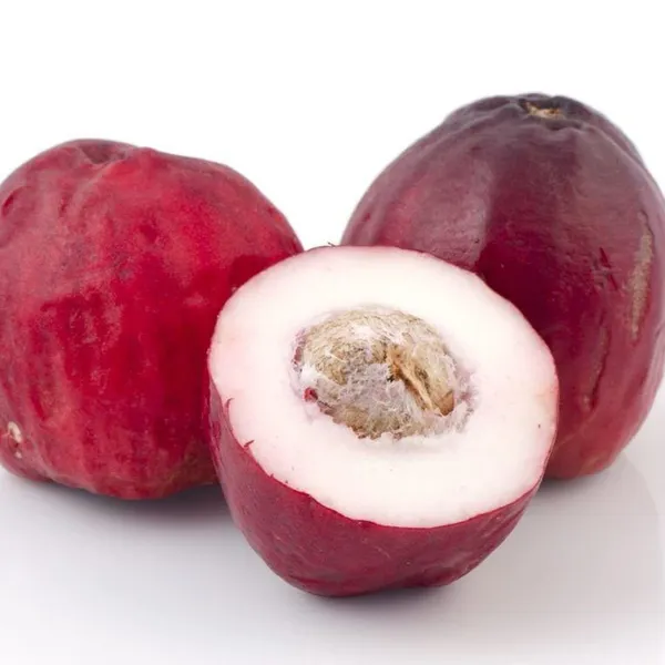 Wax_Apple_Live_Fruit_Plant_Sapling_In_Grow_Bag