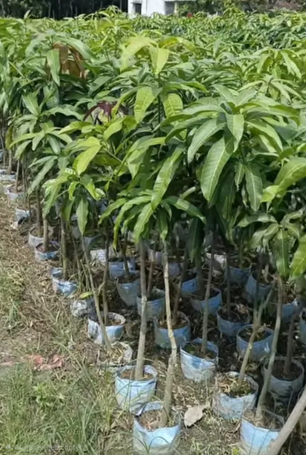 Blue_Purple_Mango_Grafted_Live_Plant_Sapling