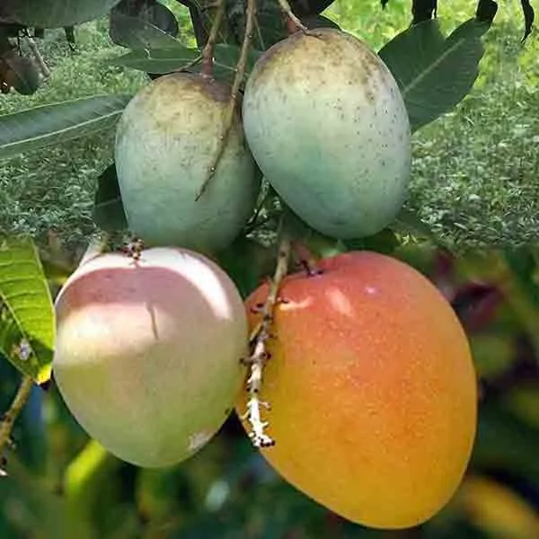 Harivanga_Mango_Grafted_Fruit_Bearing_Live_Plant