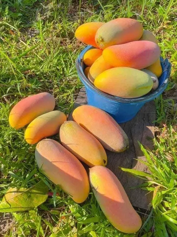 Thai_Red_Banana_Mango_Grafted_Live_Plant_Sapling