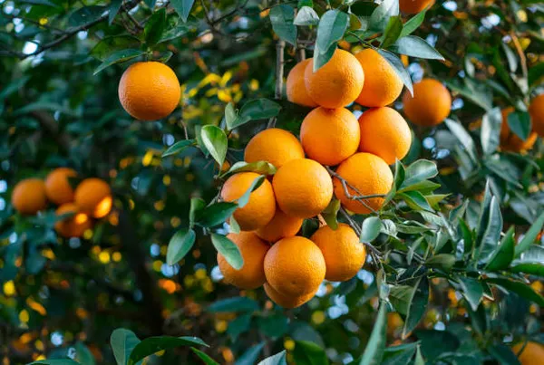 Chinese_Orange_Citrus_Fruit_Plant_Sapling