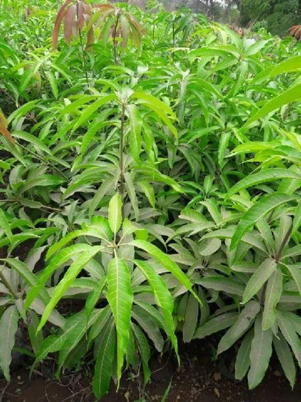 Chiang_Mai_Mango_Grafted_Live_Fruit_Plant