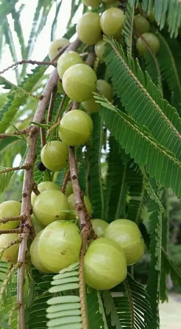 Amla_Indian_Gooseberry_Grafted_Live_Plant_Sapling