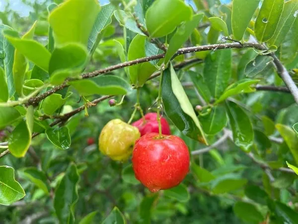 Barbados_Cherry_Fruiting_Live_Plant