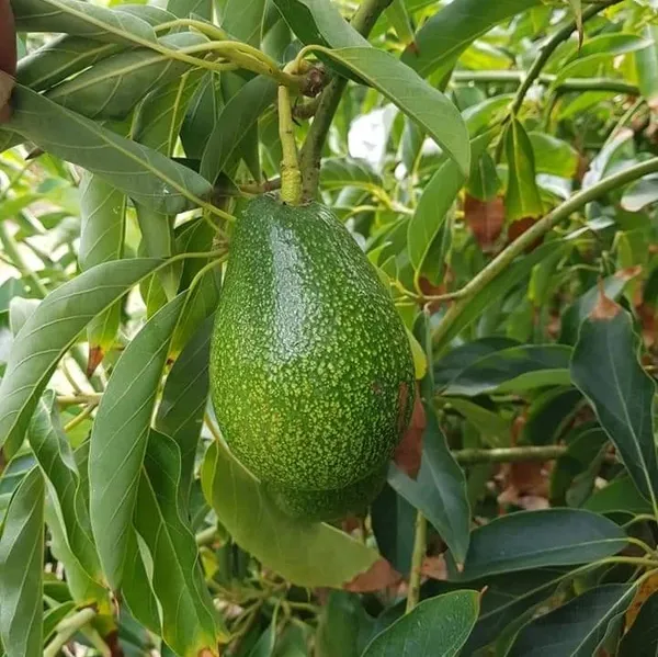 Avocado_Fruiting_Live_Plant
