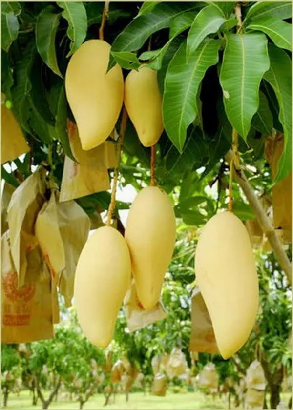 Nam_Doc_Mai_Mango_Grafted_Live_Plant
