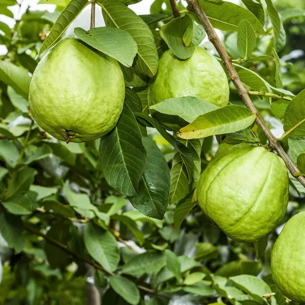 Khaja_Guava_Grafted_Live_Fruit_Plant