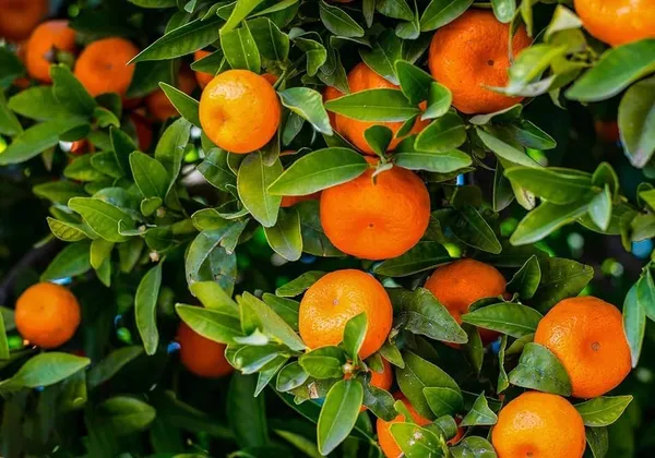 Vutani_Orange_Grafted_Fruit_Bearing_Live_Plant