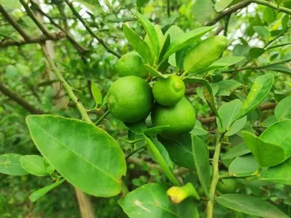 All_Season_Lemon_Citrus_Live_Fruit_Plant