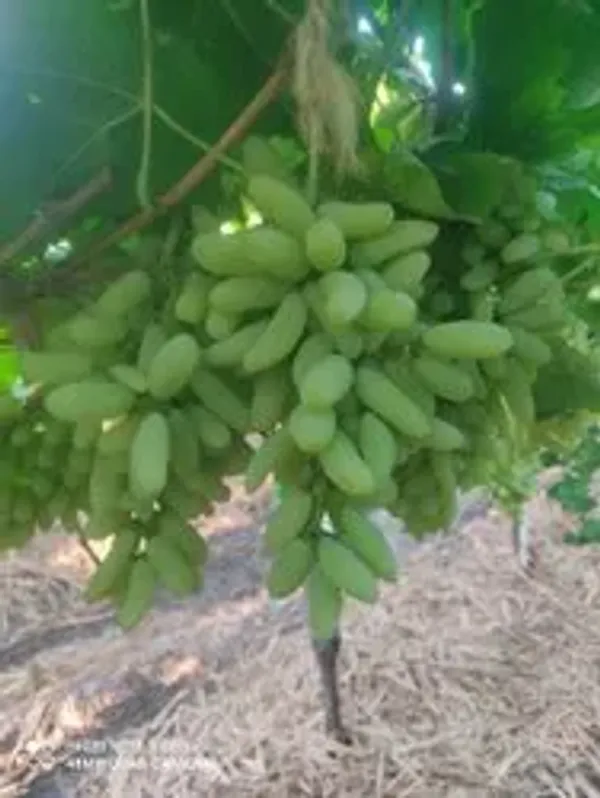 Green_Grape_Vine_Fruiting_Live_Plant