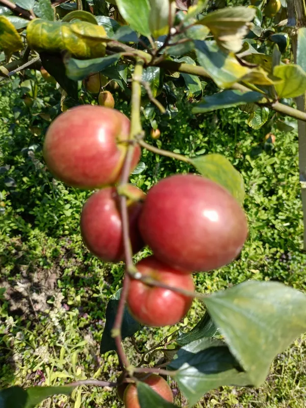 Kashmiri_Apple_Ber_Fruit_Bearing_Live_Plant