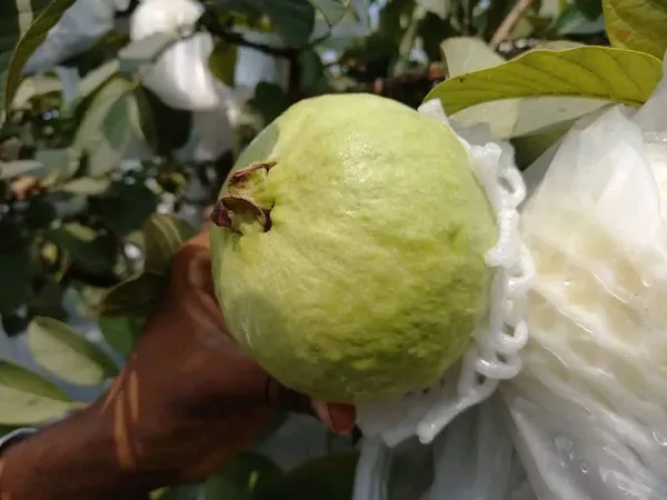 Vnr_Guava_Grafted_Fruit_Bearing_Live_Plant