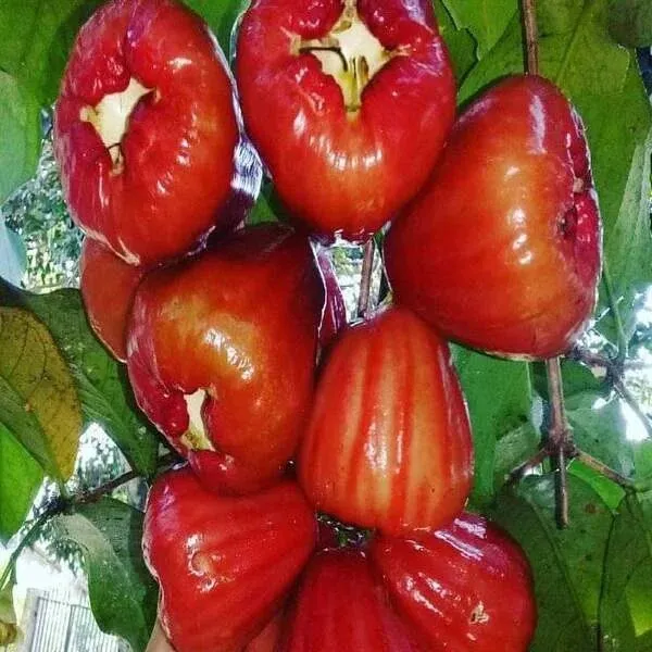 Dalhari_Red_Wax_Apple_Fruiting_Live_Plant