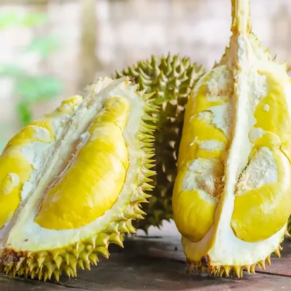 Durian_Fruit_Plant_Sapling_In_Nursery_Grow_Bag
