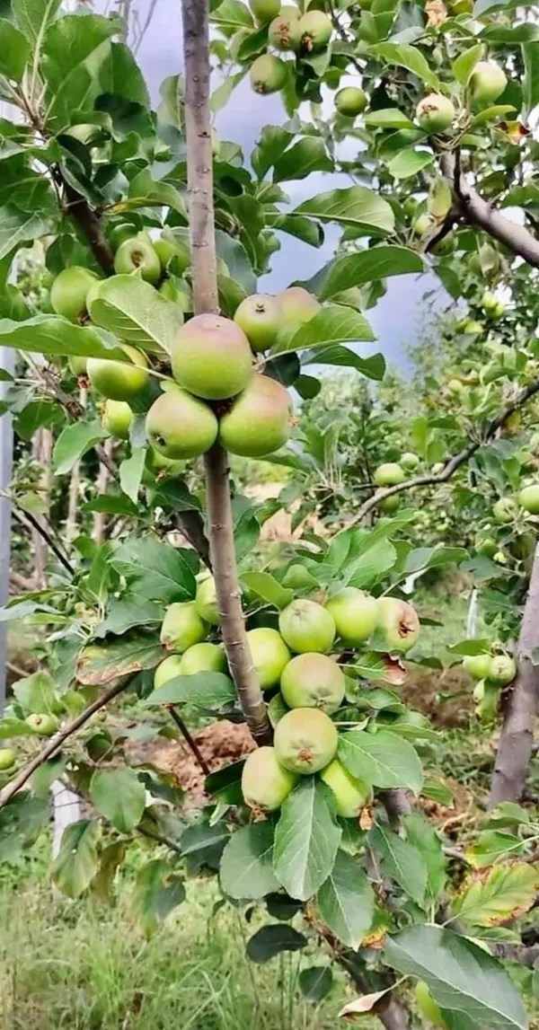 Anna_Apple_Live_Plant_Sapling_In_Nursery_Grow_Bag