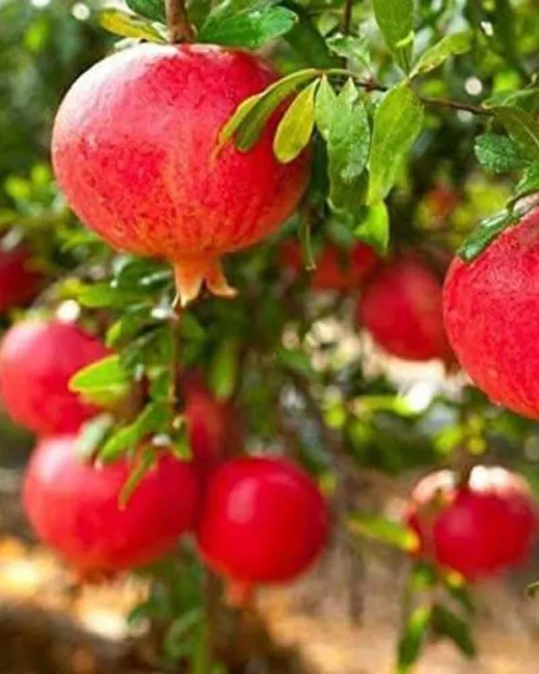 Ganesh_Pomegranate_Live_Fruit-Bearing_Plant