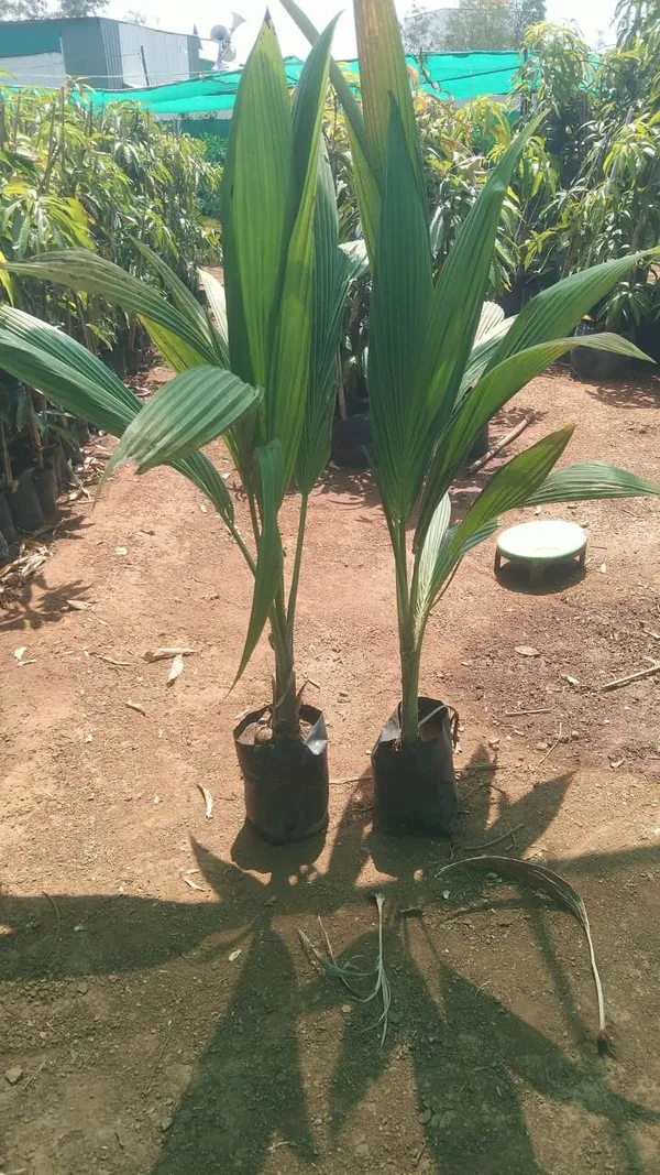 Gangabardhan_Coconut_Palm_Live_Plant_In_Grow_Bag