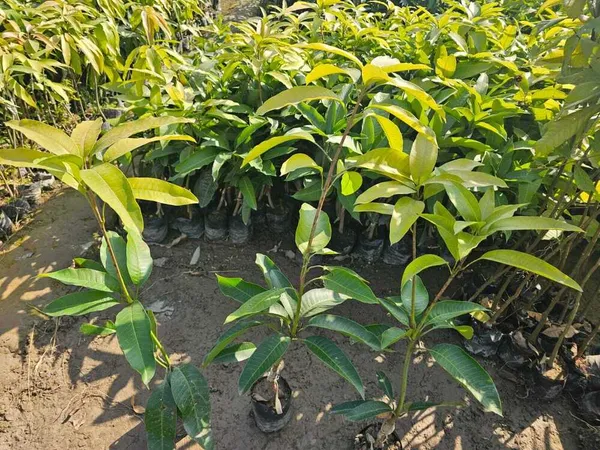 Katimon_All-Season_Sweet_Mango_Grafted_Plant_Sapling
