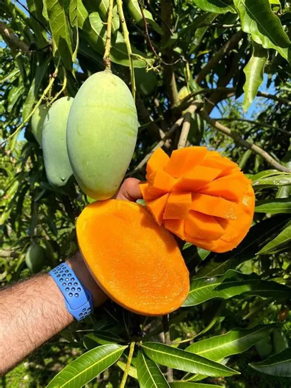 Katimon_All-Season_Sweet_Mango_Grafted_Plant_Sapling