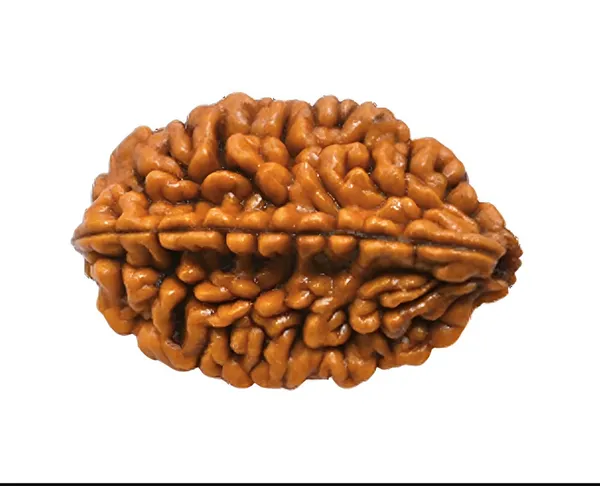 Krystalsnmore_2_Mukhi_Rudraksha_Combo