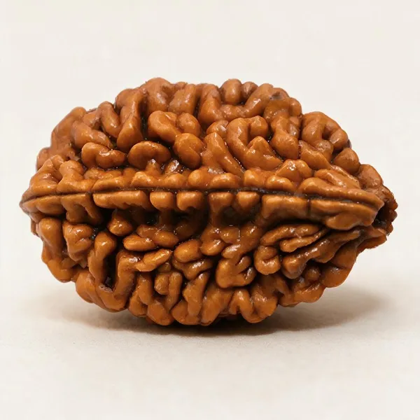 Krystalsnmore_2_Mukhi_Rudraksha_Combo