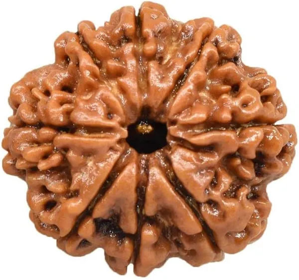 Krystalsnmore_8_Mukhi_Rudraksha_Combo