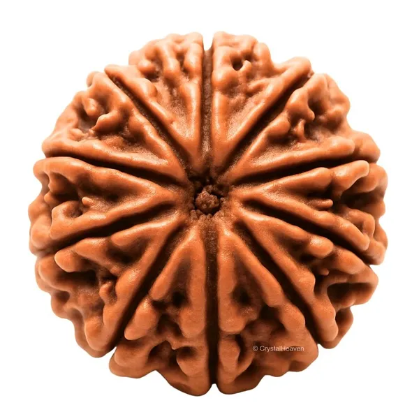 Krystalsnmore_10_Mukhi_Rudraksha_Combo