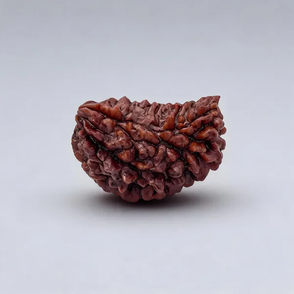 Krystalsnmore_1_Mukhi_Rudraksha